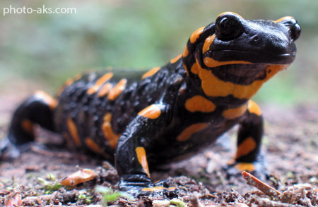 سمندر آذرین fire salamander black orange