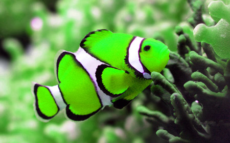 عکس دلقک ماهی سبز خوشگل green clownfish picture