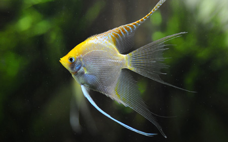 پوستر ماهی آکواریومی زیبا fish swim underwater