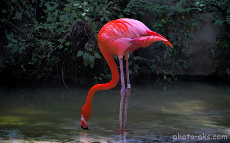 عکس فلامینگو قرمز flamingo red bird