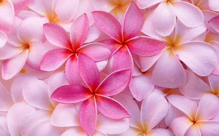 پس زمینه گل های صورتی زیبا pink flowers beautiful