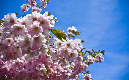 شکوفه صورتی و سفید بهاری spring flowers sky blue