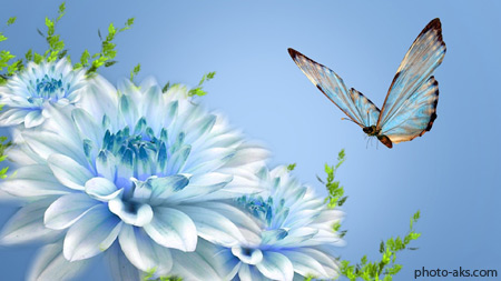 پوستر پروانه و گلهای آبی  blue flowers and butterflies