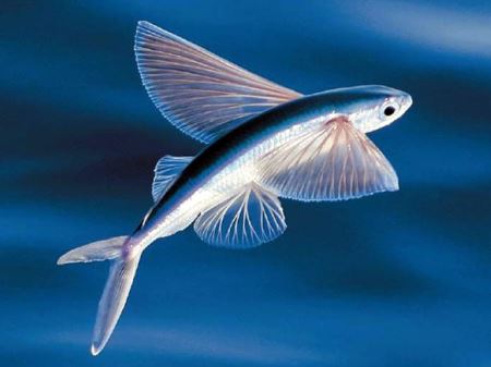 عکس پرنده ماهی flying fish