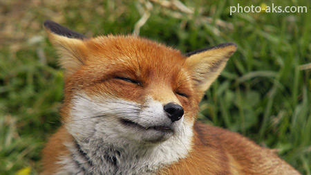 عکس روباه خندان happiness fox face