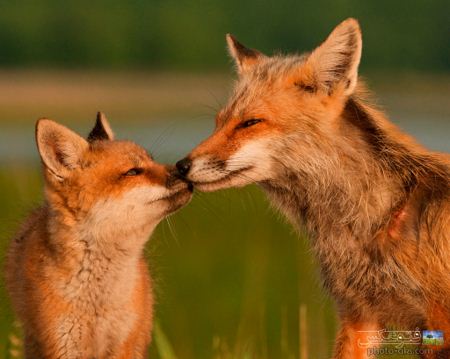 عکس زیبا از روباه مادر و فرزند  love in fox wallpaper
