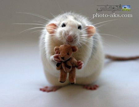 عکس خنده دار موش و عروسک funny mouse doll