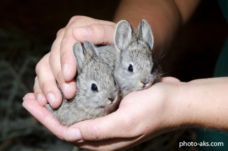 خرگوش های خاکستری کوچولو funny rabbits gray