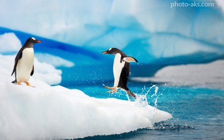 پنگوئن جنتو قطب جنوب gentoo penguins