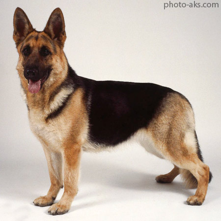 سگ ژرمن شپرد german shepherd dog