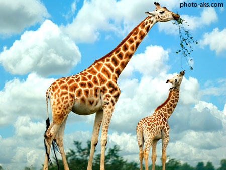 عکس زرافه ها giraffe wallpapers