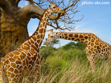 زرافه ها giraffes