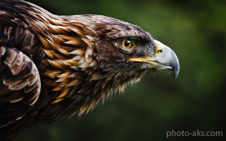 عکس عقاب ایرانی طلایی iranian golden eagle