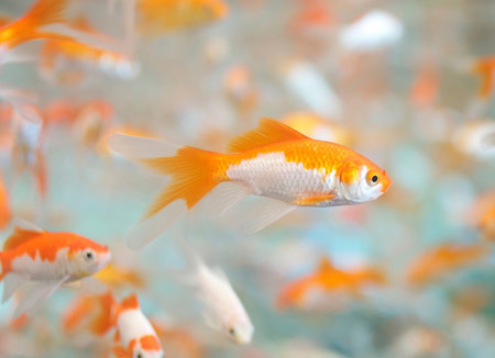 والپیپر آکواریوم ماهی قرمز golden fish 2017
