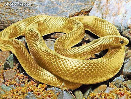 مار طلائی golden snake