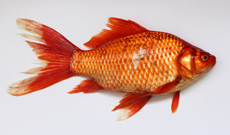 عکس ماهی قرمز عید golden fish 2016