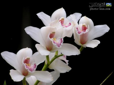کمیاب ترین عکس گل ها aks gole orkide