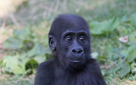 عکس بامزه بچه گوریل gorilla monkey baby