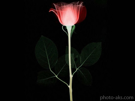 عکس گل رز برای طراحی graphica roze flower