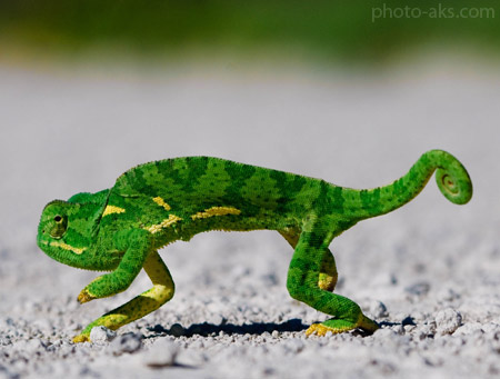 عکس حرکت آرام آفتاب پرست chameleons walking