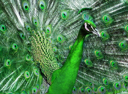 عکس طاووس زیبا با پرهای سبز green peacock wallpaper