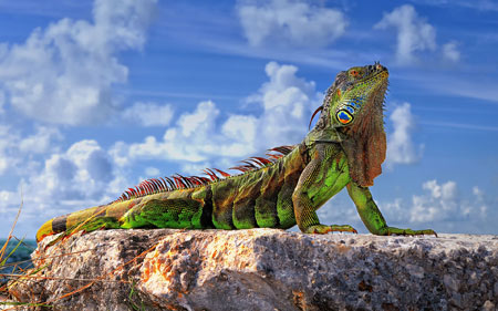 عکس مارمولک ایگوانا سبز green iguana wallpaper
