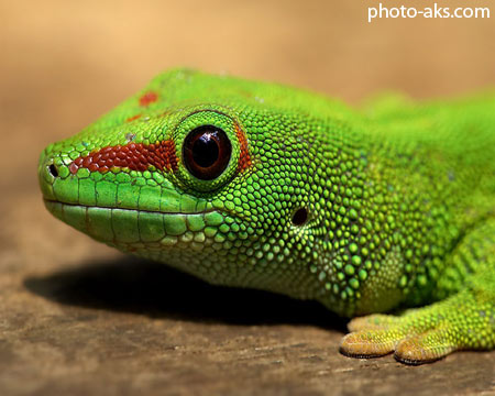 مارمولک سبز green lizard