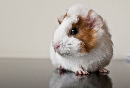 عکس خوکچه هندی خال خالی guinea pig rodent