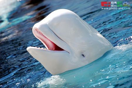 وال های سفید white whale