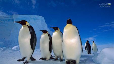 پوستر زیبا از خانواده پنگوئن ها penguines family