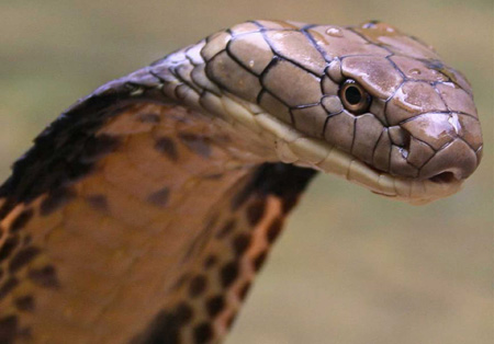 عکس سر مار بزرگ کبری head king snake