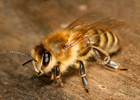 عکس منتخب زنبور عسل بزرگ honey bee insect