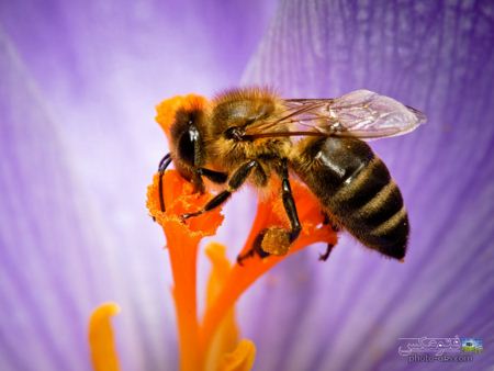 عکس بزرگ زنبور عسل honey bee wallpaper