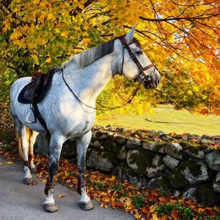 اسب در منظره پاییزی horse in autumn