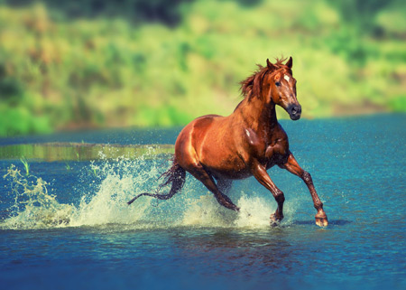 پوستر منظره زیبا از دویدن اسب در آب horse running in water