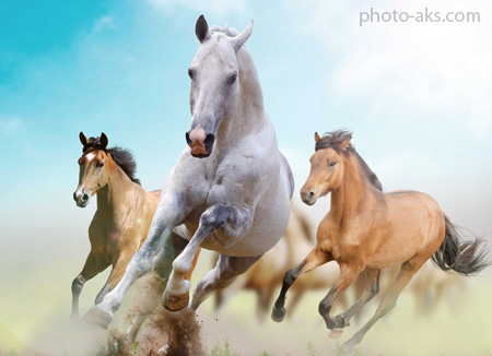 پوستر اسب های زیبا در حال دویدن beautiful horse wallpaper