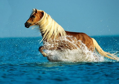 عکس اسب در حال دویدن در دریا horse water walk sea