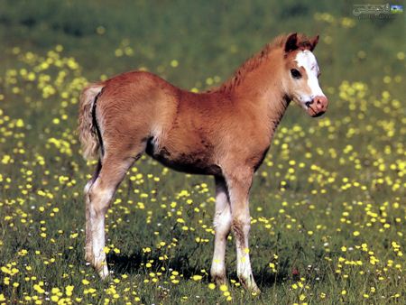 عکس کره اسب ناز baby horse