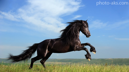 اسب انگلیسی سیاه england horse