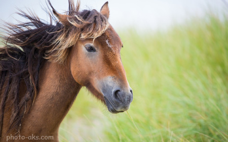 عکس سر و یال اسب زیبا head hores wallpaper