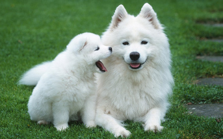 عکس سگ های سفید هاسکی hoskey white dogs