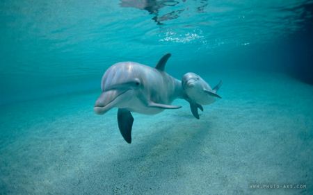 عکس دلفین و بچه دلفین hq dolphin under water