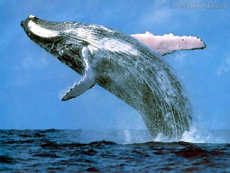 پرش وال بزرگ humpback whale photo aks