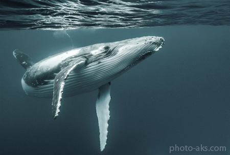 عکس بزرگترین نهنگ دنیا humpback whale wallpaper