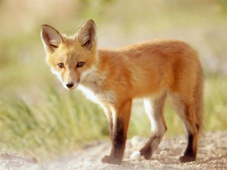 توله روباه قرمز هندی indian red fox
