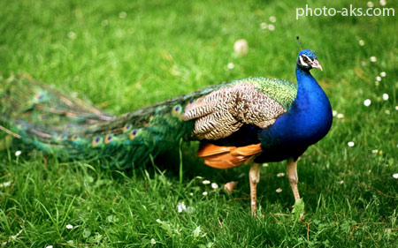 طاووس پرنده ملی هندوستان indian national bird peacock