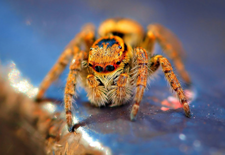 تصویر منتخب از عنکبوت insect spider wallpaper