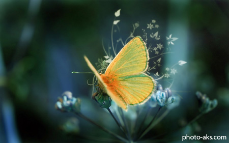پروانه butterfly