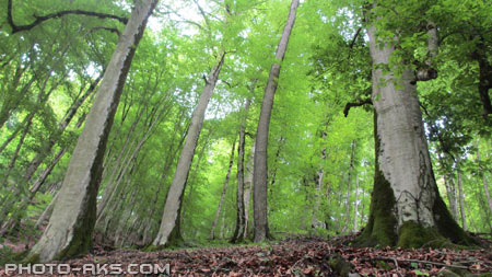 جنگل های شمال ایران iran forest nature