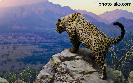 پلنگ کوهستان jaguar mountain